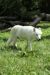 Obraz premium Polarwolf