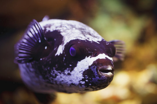Bristly puffer;Israel