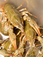 Live crayfish in the water as a background