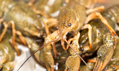 Live crayfish in the water as a background