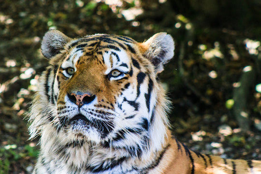 Tiger Portrait
