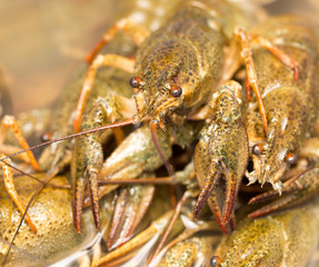 Live crayfish in the water as a background