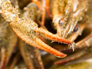 claw living cancer. macro