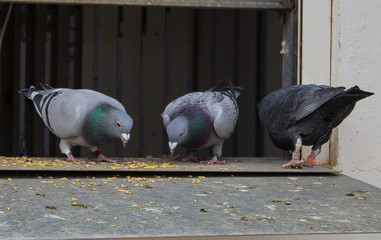 Brieftauben 
