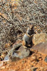 Fototapeta premium squirrel