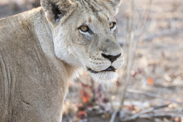 Wild Lioness in South Africa