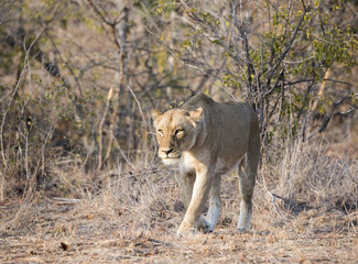 Wild Lioness in South Africa