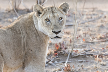 Obraz premium Wild Lioness in South Africa
