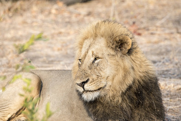 Wild Adult Male Lion in South Africa