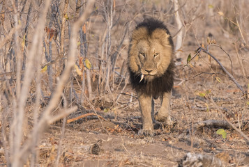 Wild Adult Male Lion with a Loose Canine Stalking Prey in South Africa