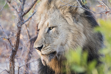 Wild Adult Male Lion with a Loose Canine in South Africa