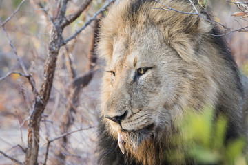 Wild Adult Male Lion with a Loose Canine in South Africa