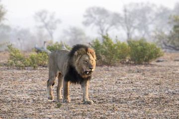 Fototapeta na wymiar Wild Adult Male Lion with a Loose Canine Stalking Prey in South Africa