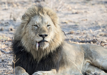 Obraz na płótnie Canvas Wild Adult Male Lion with a Loose Canine Resting on the Ground in South Africa