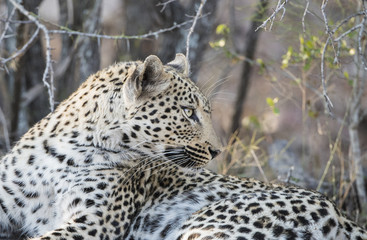 Wild Leopard (Panthera pardus) Resting in Brush in South Africa