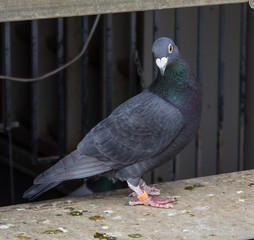 schwarze Brieftaube