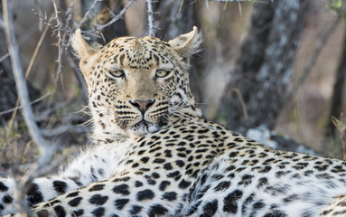 Wild Leopard (Panthera pardus) Resting in Brush in South Africa