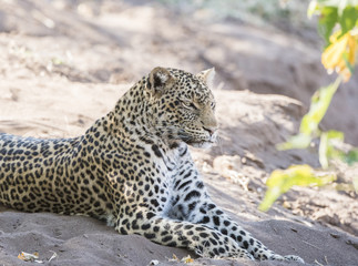 Wild Leopard (Panthera pardus) Resting on a River Bank in South Africa