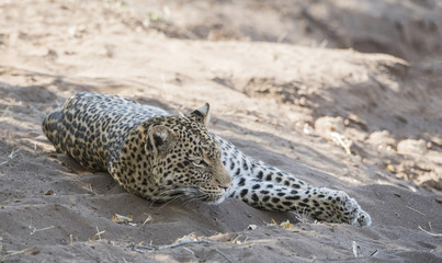 Wild Leopard (Panthera pardus) Resting on a River Bank in South Africa