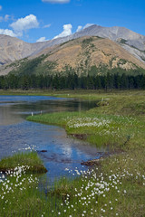 Cotton grass on the bank of the river in a mountain valley. Darpir River, Yakutia, Russia.