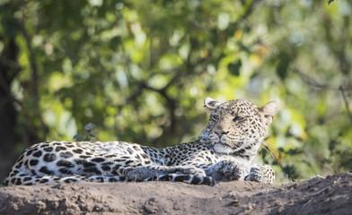 Wild Leopard (Panthera pardus) Resting on a River Bank in South