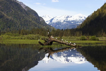 Seagulls sitting on a log at khutzeymateen grizzly bear sanctuary near prince rupert;British columbia canada