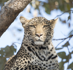 Wild Leopard (Panthera pardus) Resting in a Tree in South Africa