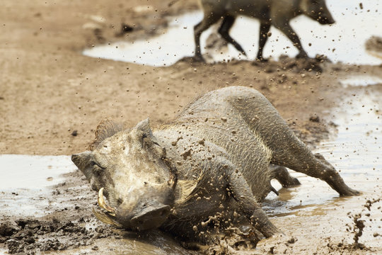 Warthogs (phacochoerus africanus) playing and splashing in mud at ngorongoro crater;Tanzania