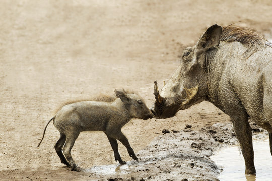 Baby warthog (phacochoerus africanus) kissing mother at ngorongoro crater;Tanzania