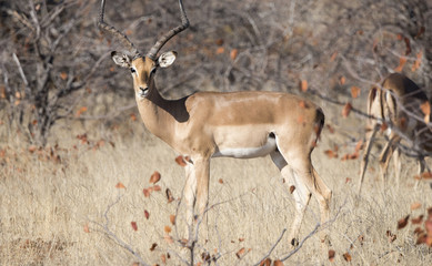 Impala Antelope (Aepyceros melampus) Standing in Brush in South
