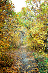 Beautiful forest in autumn
