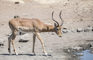 Impala Antelope at a Water Hole in South Africa (Aepyceros melam