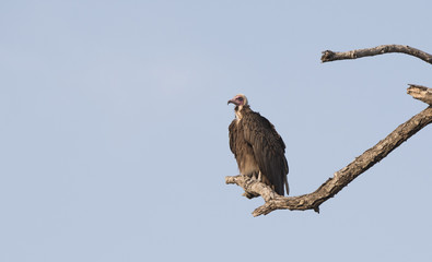 Hooded Vulture  (Necrosyrtes monachus) Sitting on Tree Limb in S