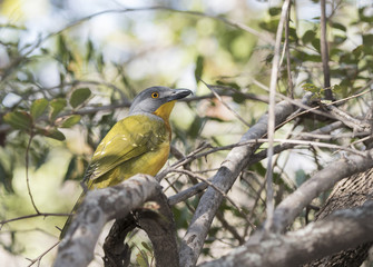 Gray-headed Bushshrike (Malaconotus blanchoti) in a Tree in Sout