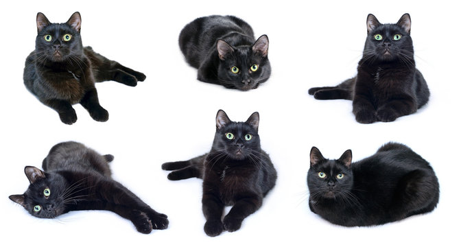 Collection of images of black cat