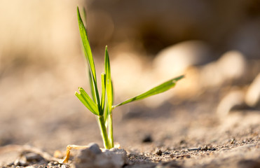 green blade of grass in the ground outdoors
