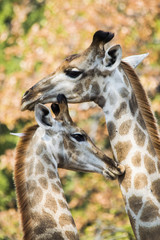 Zwei verliebte Giraffen 2