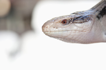 Blue-Tongued Skink (Tiliqua Scincoides); California, United States Of America