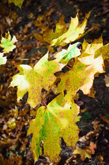 Intense, warm sunrays illuminate the dry, gold beech leaves covering the forest ground