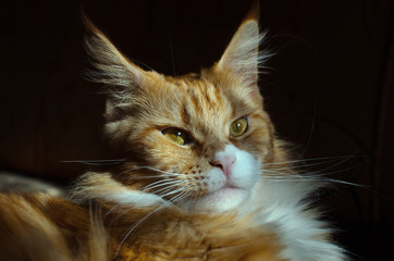 Red Maine Coon cat