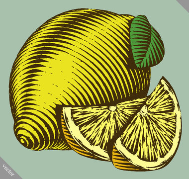 Engraved isolated vector illustration of a lemon