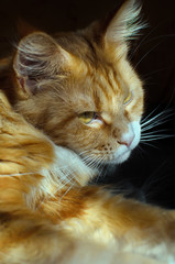 Fototapeta premium Red Maine Coon cat