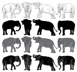 Set of wild elephant isolated on a white background