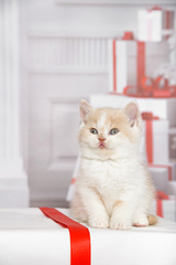Kleines niedliches  5 Wochen altes Katzenbaby sitzt auf einem Geschenk mit roter Schleife in einem...