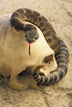 Northern rattlesnake coiled around human skull
