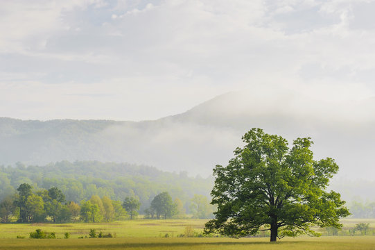 Early morning in cades cove great smoky mountains national park;Tennessee united states of america