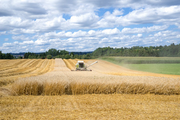 Fototapeta premium Ernte von einem Getreidefeld mit einem heranfahrenden Mähdrescher