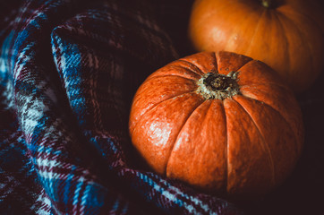 Assortment of orange pumpkins on dark background. Fall symbol, Thanksgiving Day concept. Still life, rustic style. Halloween holiday.