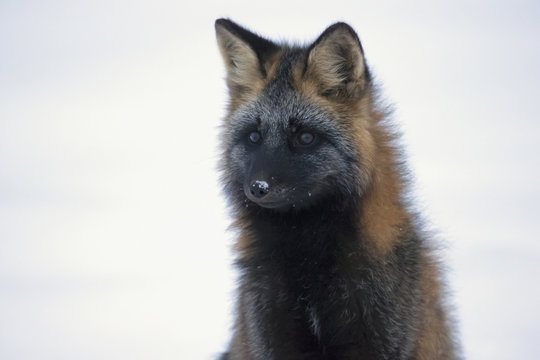 Cross fox (vulpes vulpes);Churchill manitoba canada
