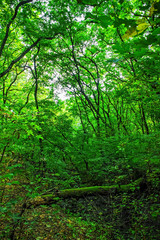 Fototapeta na wymiar green grove in autumn, nature background